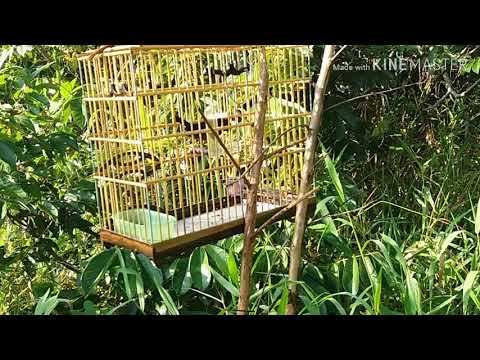 Curió jútaí, pardo à risco bujaru