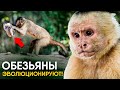 Обезьяны в каменном веке. Официально!