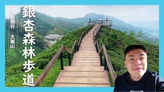 【南投】雲霧繚繞的銀杏森林步道｜南投大崙山觀光茶園、銀杏 ... 