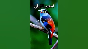تلاوات خاشعة من القرآن الكريم ماشاء الله تبارك الله #المصحف #اكسبلور