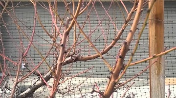 Spraying a Peach Tree to Prevent Leaf Curl