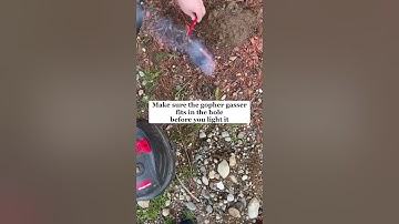 how to use a gopher gasser to rid yourself of moles. ￼