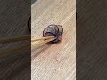 Knife play #japan #chef #knife #sharpening #cook
