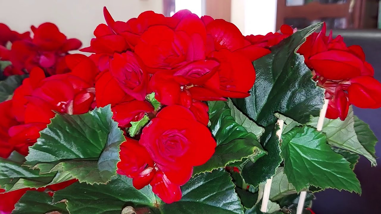 How To Care For Begonias - YouTube