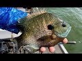 THIS LAKE IS AMAZING! (Fishing for GIANT Bluegill!)