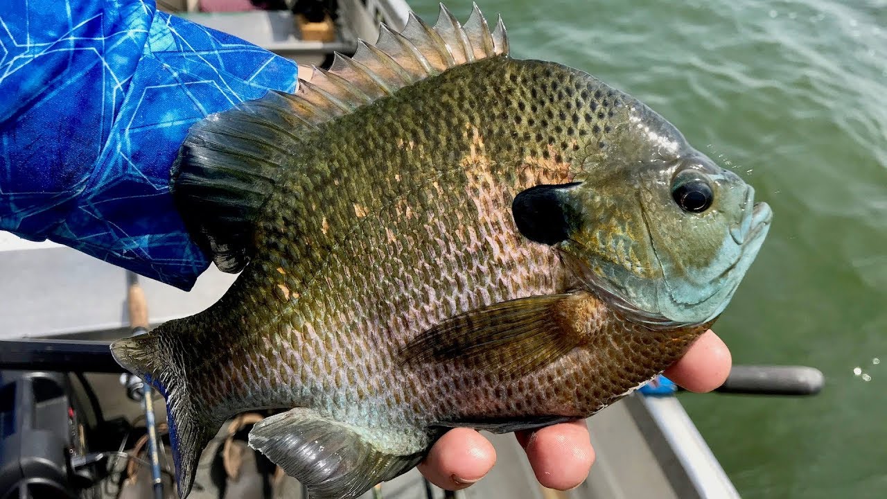 THIS LAKE IS AMAZING! (Fishing for GIANT Bluegill!) YouTube