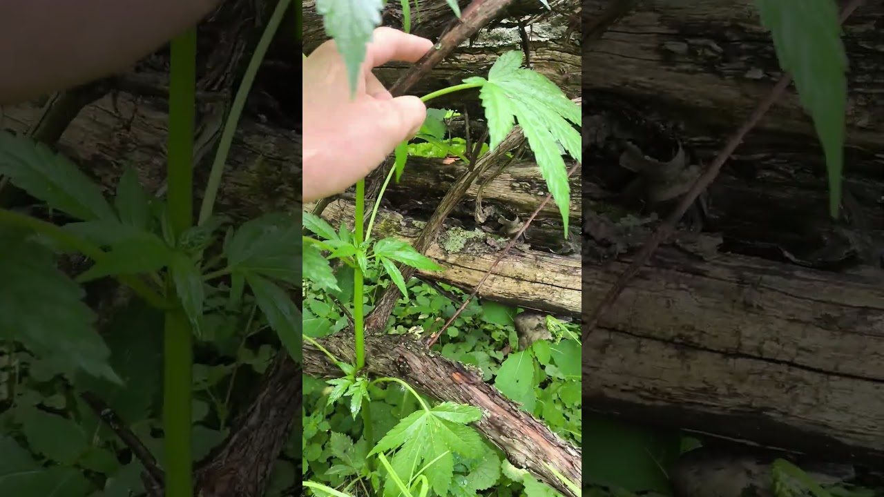 Аутдор 2025, Выращивание В лесу 2 Фотопериудных растения grow