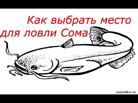 Видео: Ловля Сома для начинающих. Как выбрать место для ловли Сома. Catfish.