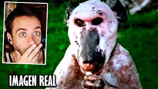 TOP 10 ANIMALES MÁS TERRORÍFICOS Y REPUGNANTES DEL MUNDO | Reacción