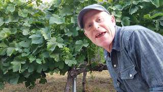 Cellarmasters of Los Angeles: Leafing so soon?