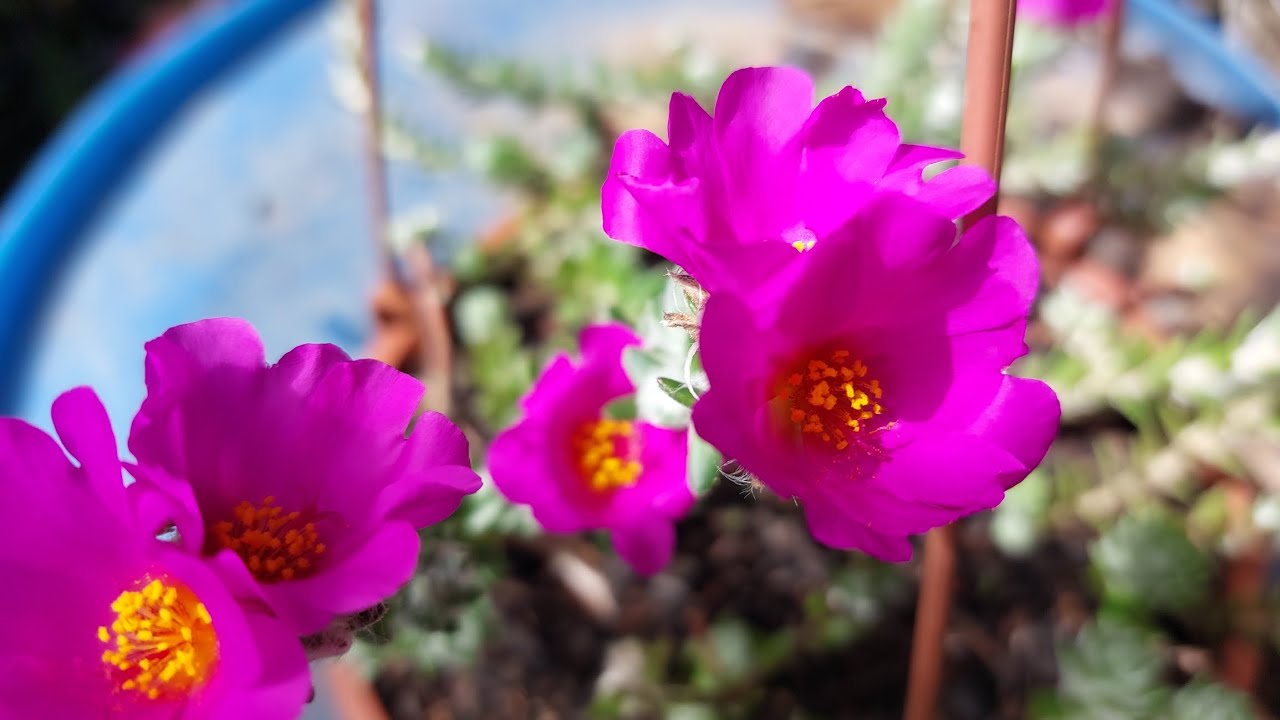 Bem vindos! A mais este vídeo onze horas   de vários tipos ,e vcs tem ?me conte nos comentários.