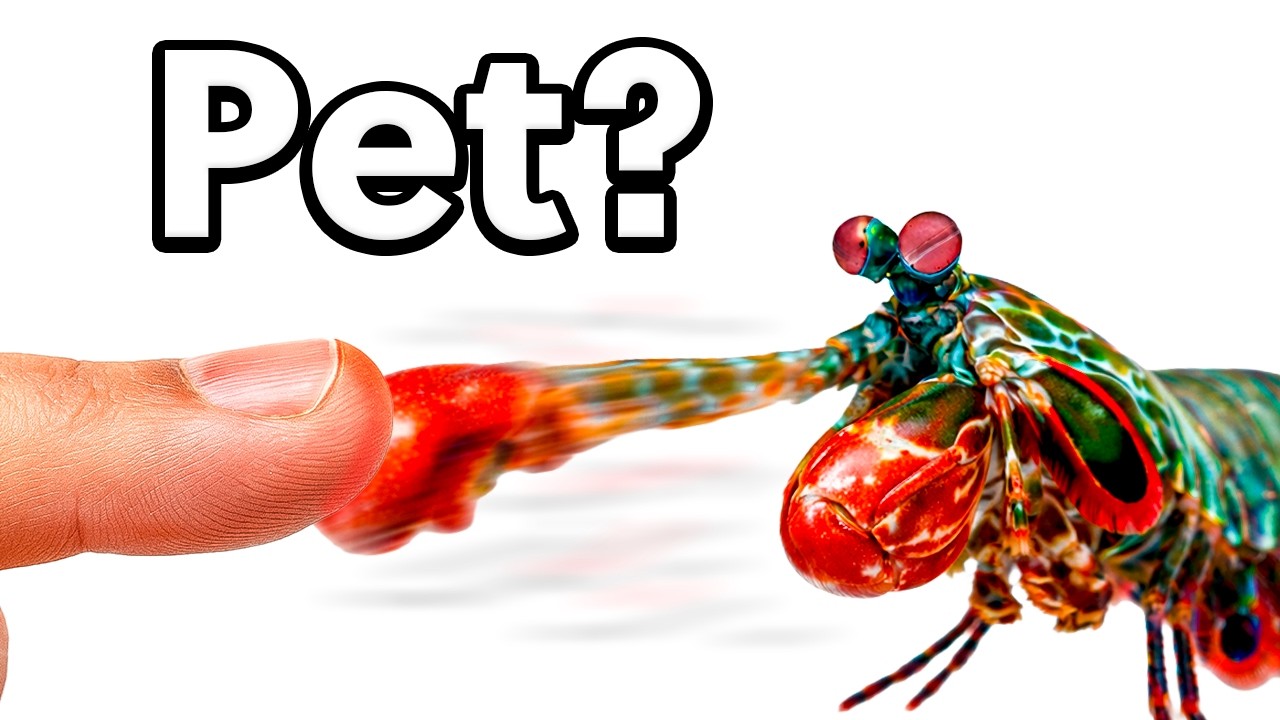 Tengo una Langosta BOXEADORA como Mascota (sí, es real!)