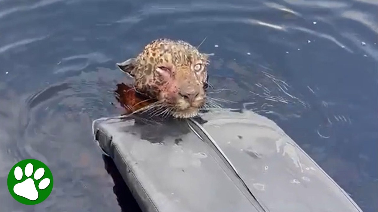 Injured jaguar swims up to boat and asks for help