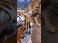 Lion scares tiger