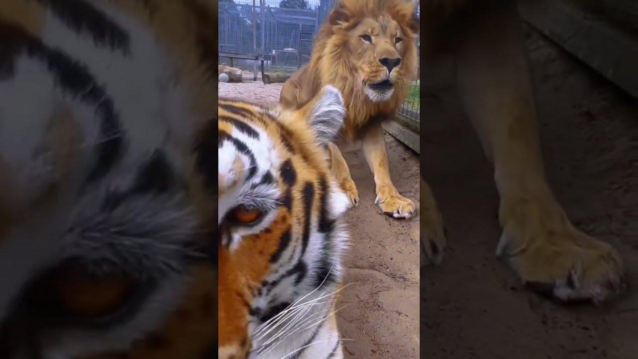 Lion SCARES Tiger 