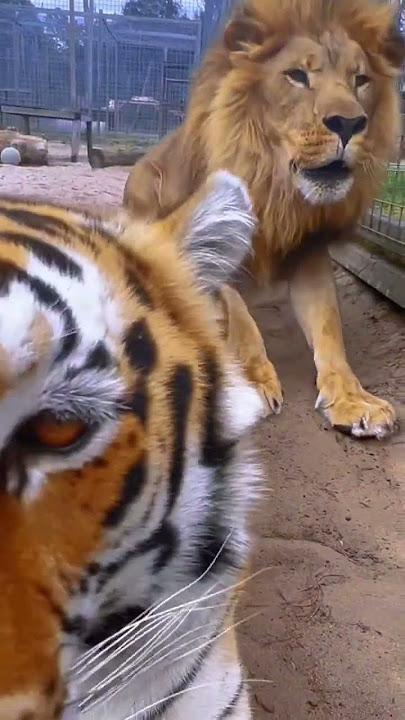Lion SCARES Tiger!