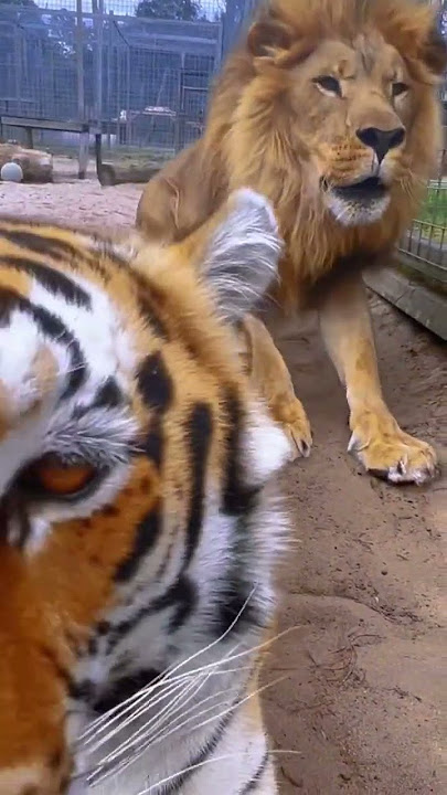 Lion SCARES Tiger!