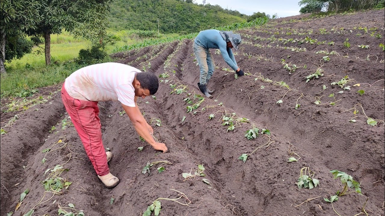 fazendo uma plantação de batata doce