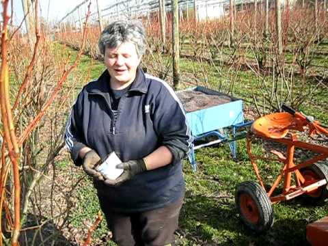 Video: Concimazione Del Mirtillo: Concimazione Di Mirtilli Da Giardino In Autunno E Primavera, Fertilizzanti Polacchi E Altri