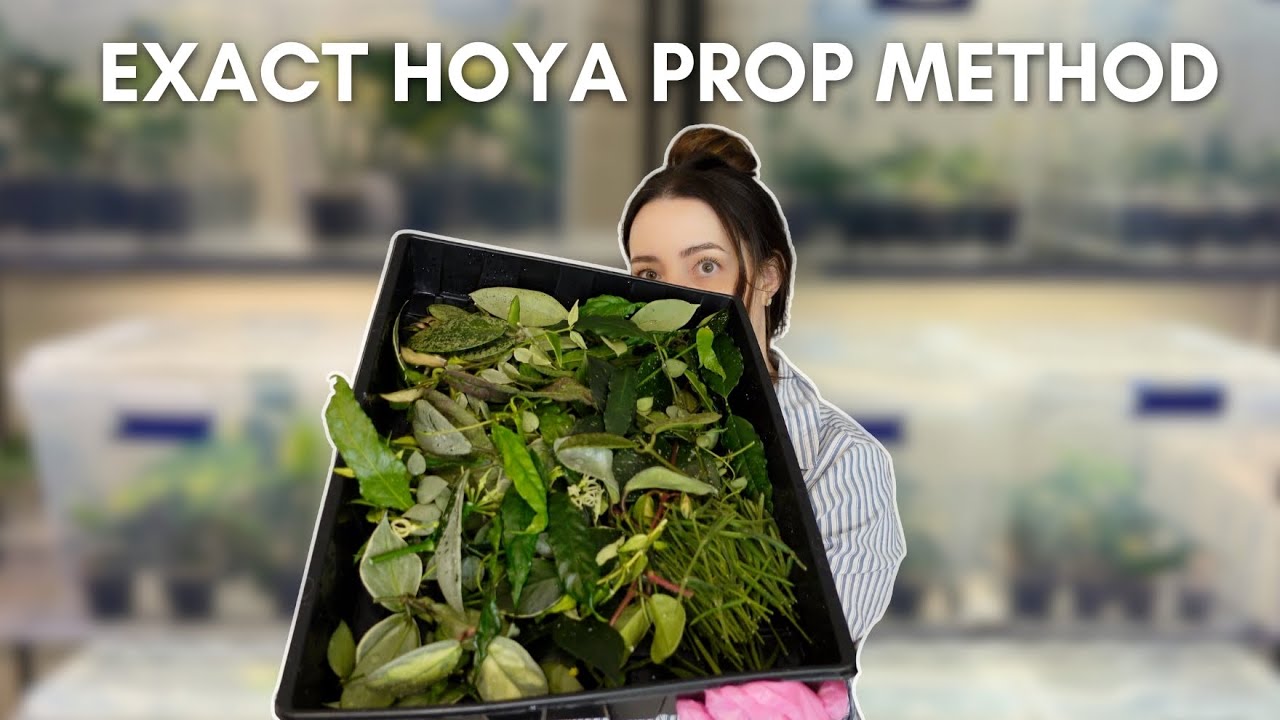 The Exact Way I Propagate Hoyas For My Plant Shop 🌱✂️