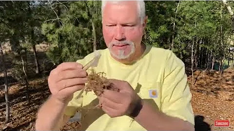 Vaseline Saturated Tinder Will Dry And Ignite Wet Kindling