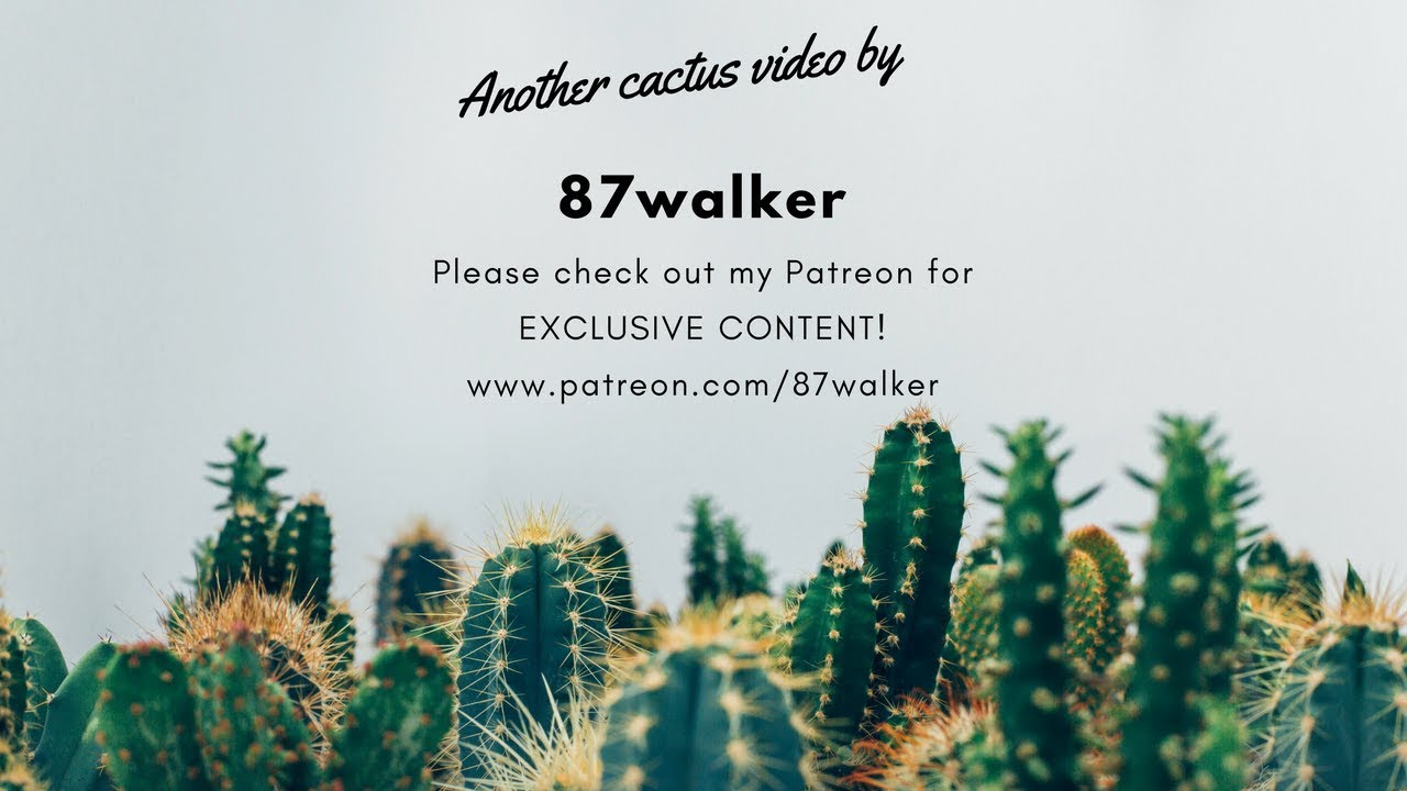 Cactus chat Cactus chat