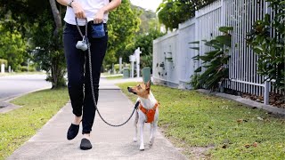 How to Stop Your Dog from Pulling on a Lead