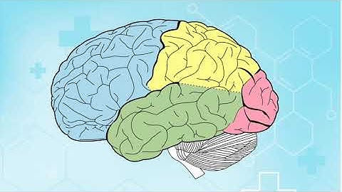 How are Synapses like Trees?: An Introduction to Synaptic Pruning