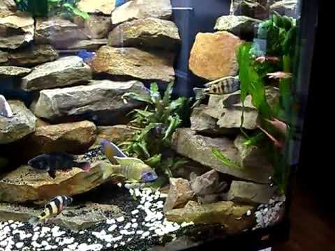 Barschbecken 6 - YouTube