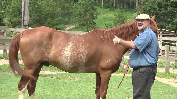 cavalo frente aberta é aqquele q tem a cara branca ou aas pats da frente  branca ²?