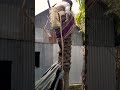 খেজুর গাছ কাটা এবং গাছের প্রথম রস দেখে নিন। #shorts #subscribe #viral #খেজুরের_রস #testy
