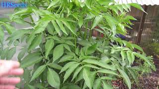 I cut down my elderberry tree an look what happened