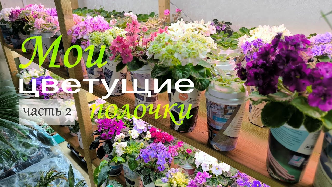 Обзор цветения миниатюрных фиалок на стеллажах в декабре 2025. Часть 2