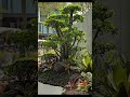 Rekomendasi Taman Rumah di Kediri - Jasa Tukang Taman Kediri #tamanrumah #homegarden #shorts