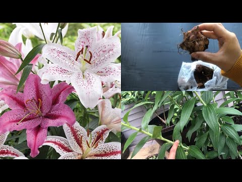HOW TO PLANT ORIENTAL LILY BULBS