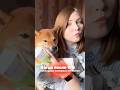 Спойлер новых обзоров! #сибаину #шибаину #собака #домашниеживотные #милоевидео #смешныевидео #смешно