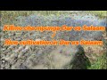 Rice Cultivation Small Scale Here In Dar Es Salaam Kilimo Cha Mpunga Dar Es Salaaam