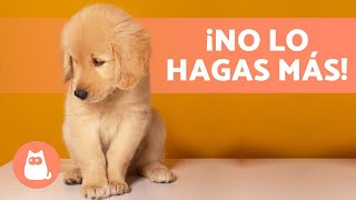 8 ERRORES COMUNES al EDUCAR a un CACHORRO ❌ ¡No los cometas!