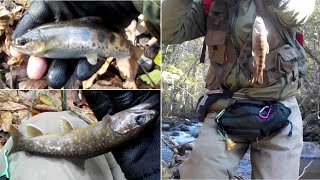 渓流魚の楽園、函館亀田川で釣り、テンカラも投入！！