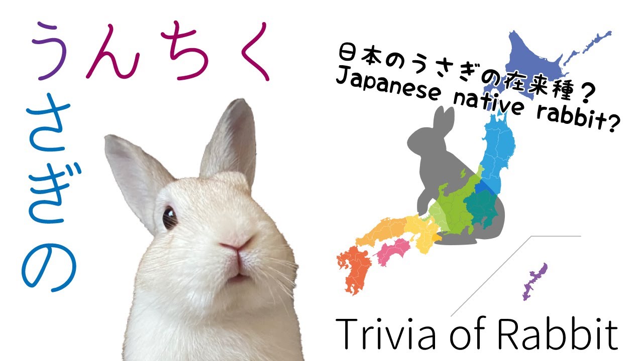 うさぎのうんちく 日本のうさぎ (Eng sub) Trivia of Rabbit