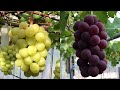 Kyoho Famous and Most Expensive Grape Farm In The world