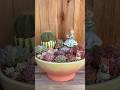 Imported succulents arrangement #plants #succulent #succulentgarden #bear ##watermelon #cute