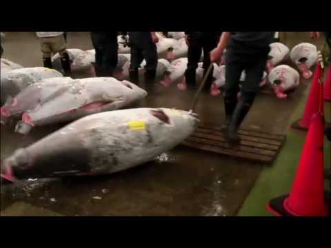 The End of the Line - The Vulnerable Bluefin Tuna