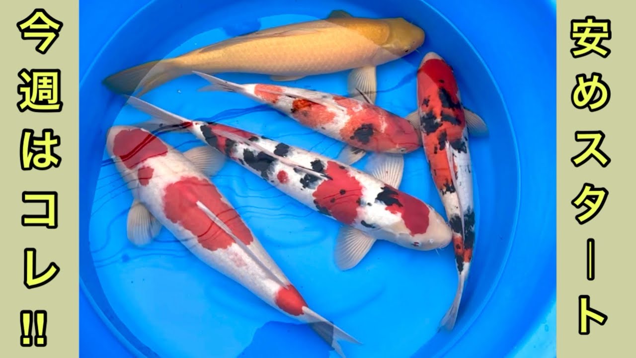 Large carp for sale! - YouTube