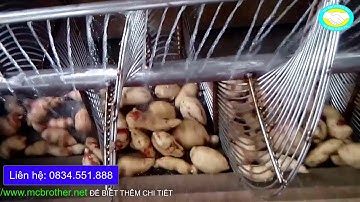 Máy rửa khoai lang, khoai môn, máy rửa củ quả