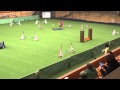 Agility parson russell terrier - Etera 11/2014 の動画、YouTube動画。