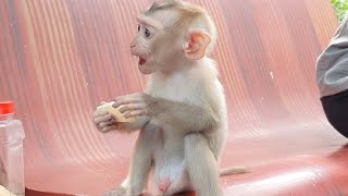 Super cute baby monkey sit eating food