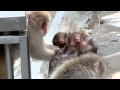 サル山：やんちゃBOYS&GIRL（ニホンザル）＠上野動物園 - DSCN3981