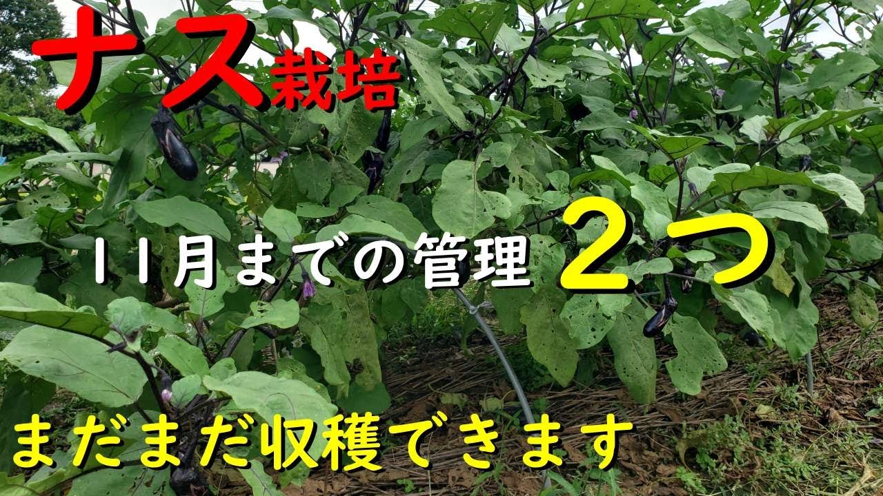 11月まで収穫したいナスの管理ポイント2つ - YouTube