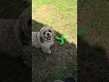 Miren que traviesos es max